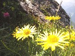 Alpská květena